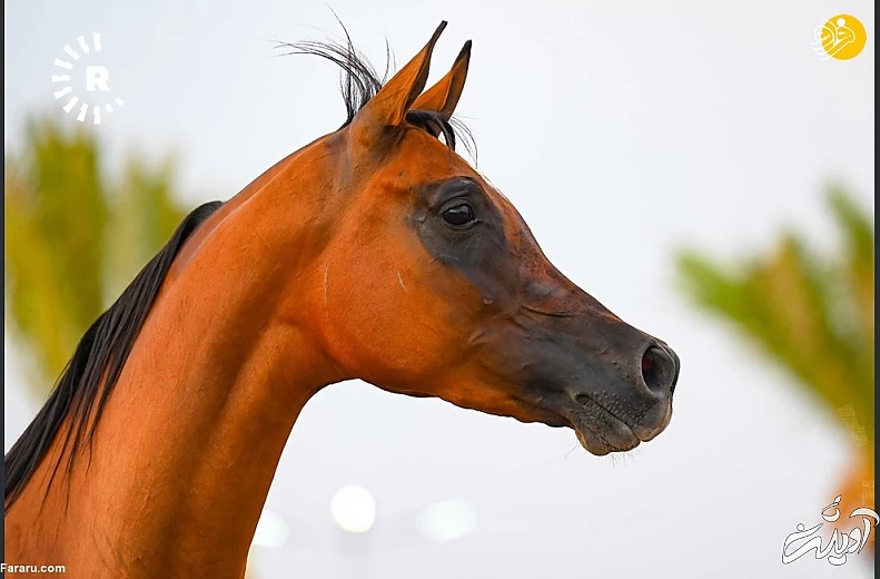 (تصاویر) نمایش اسبهای اصیل عرب در کردستان عراق